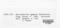 Stemphylium vesicarium image